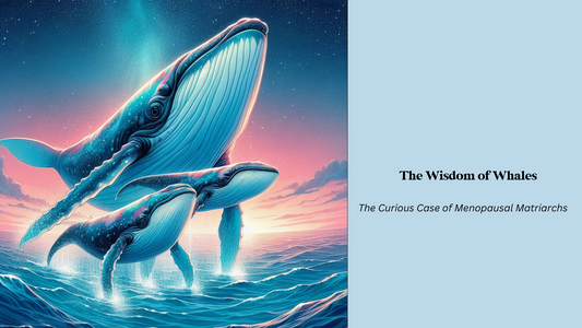 The Wisdom of Whales: The Curious Case of Menopausal Matriarchs